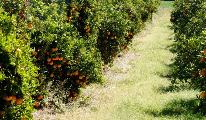 Sánchez exige a los agricultores dejar casi la mitad de sus terrenos sin frutales para cuidar «la cubierta vegetal»