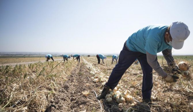 España pide en Bruselas 17 millones para programas hortofrutícolas en Aragón
